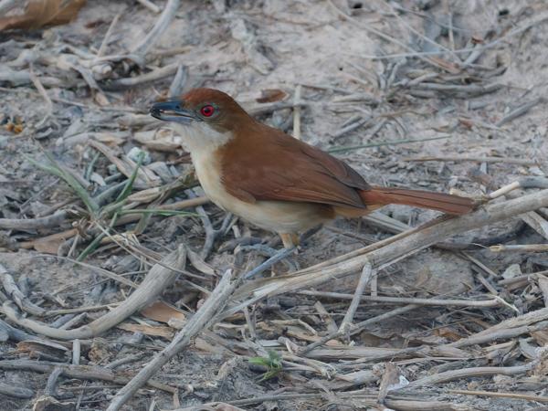 Grote mierklauwier (Taraba major)